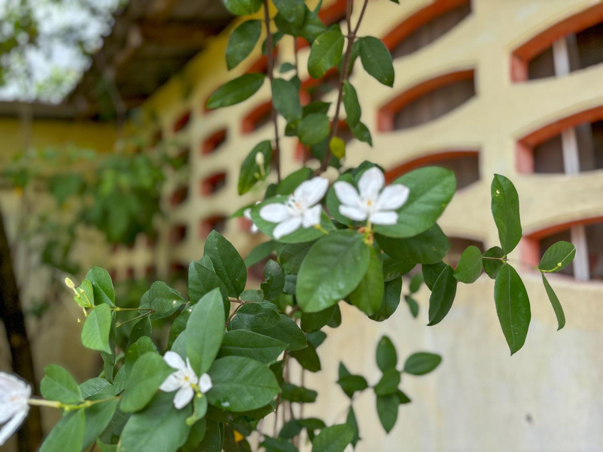 Les Fleurs House Bed and Breakfast Khao Lak Buitenkant foto