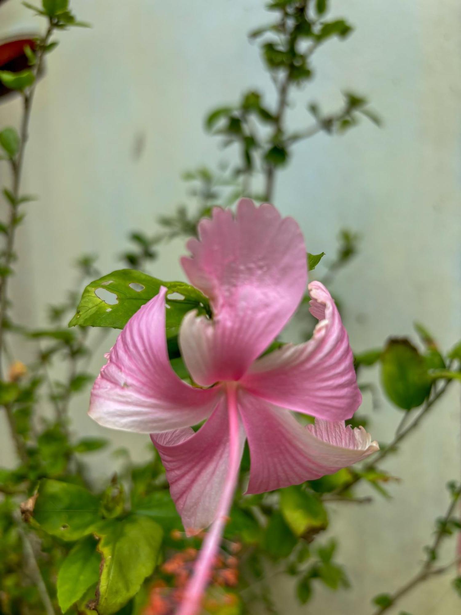 Les Fleurs House Bed and Breakfast Khao Lak Buitenkant foto