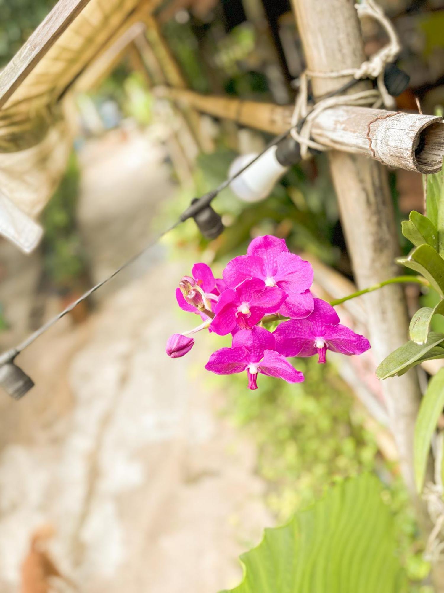 Les Fleurs House Bed and Breakfast Khao Lak Buitenkant foto