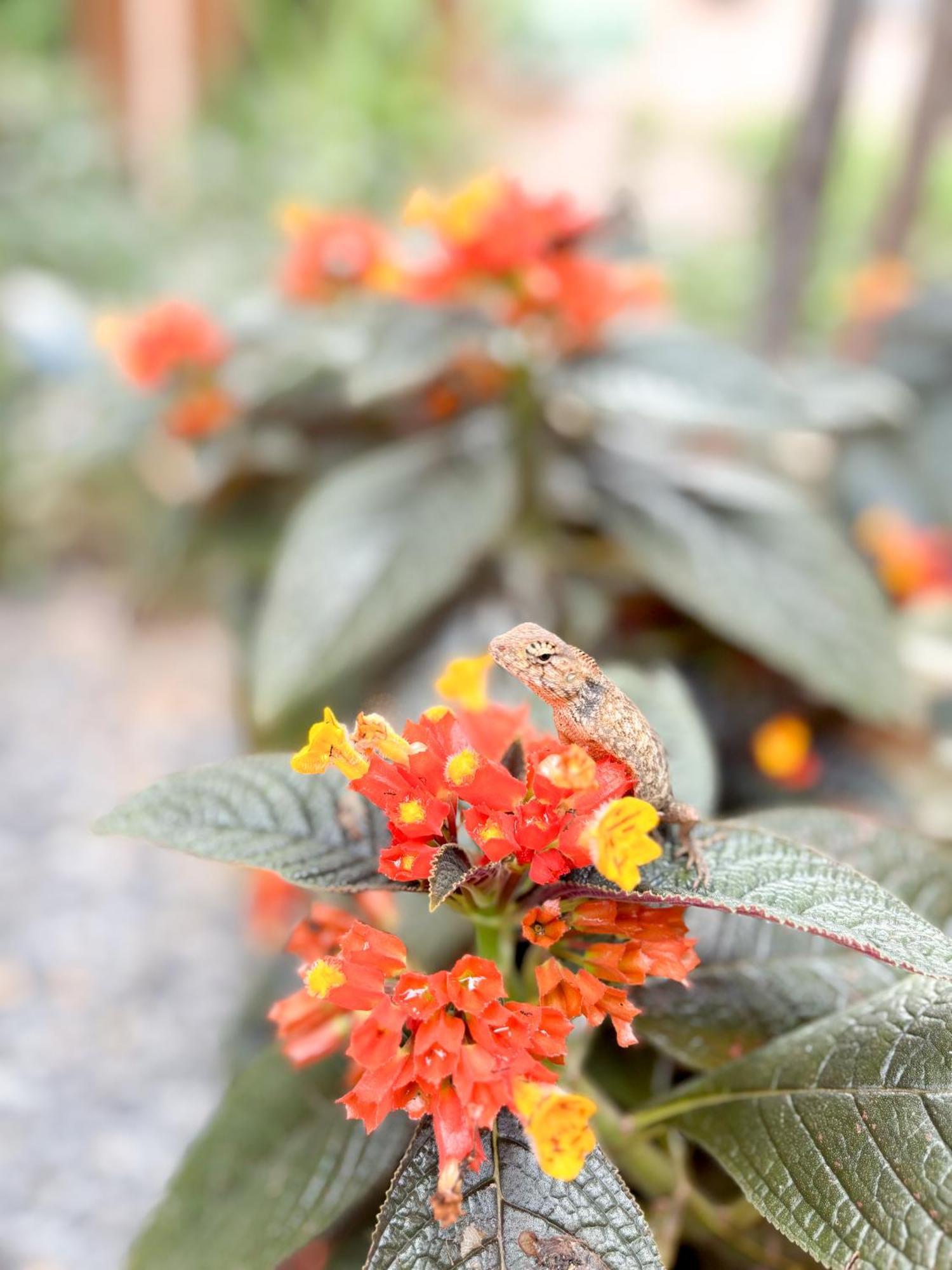 Les Fleurs House Bed and Breakfast Khao Lak Buitenkant foto