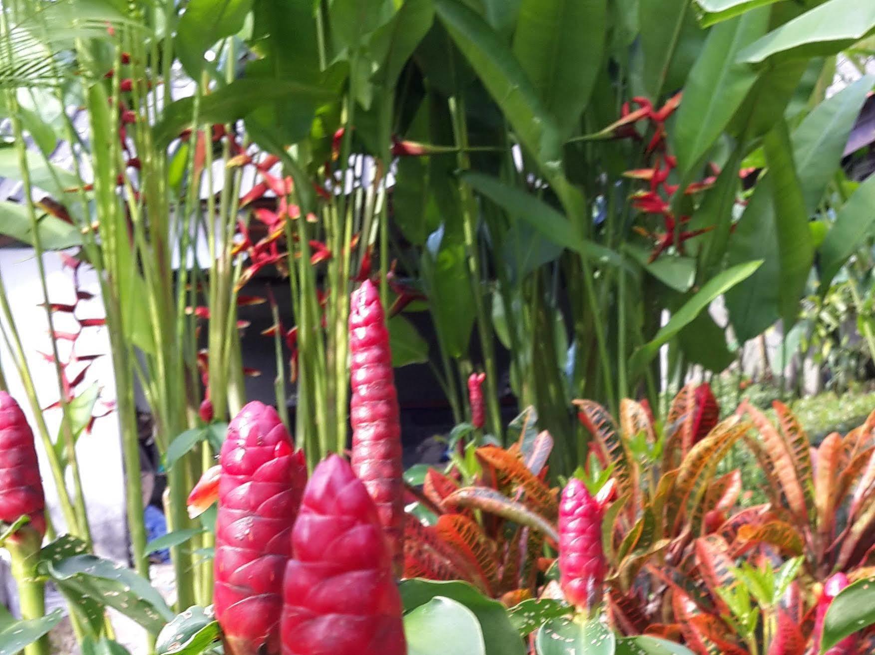 Les Fleurs House Bed and Breakfast Khao Lak Buitenkant foto